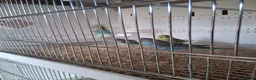 Budgerigars birds for sale: Budgies in Wigan - Advert 4