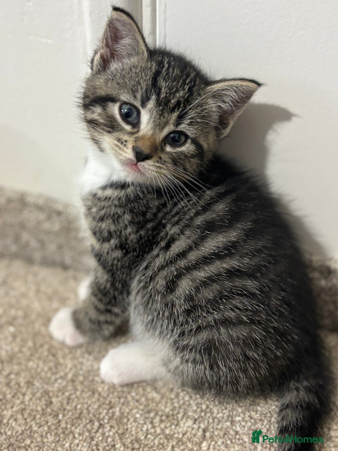 Mixed Breed cats for sale: Adorable tabby kittens - Image 8