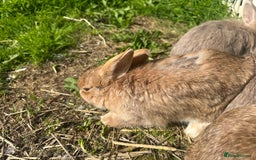 Lionhead rabbits for sale: 5 female lionhead x  - Image 5