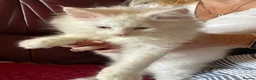 Maine Coon cats for sale: White Maine Coon kittens - Advert 3