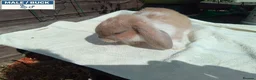 Mini Lop rabbits for sale: Pretty Female & Male Baby Rabbits - Advert 8