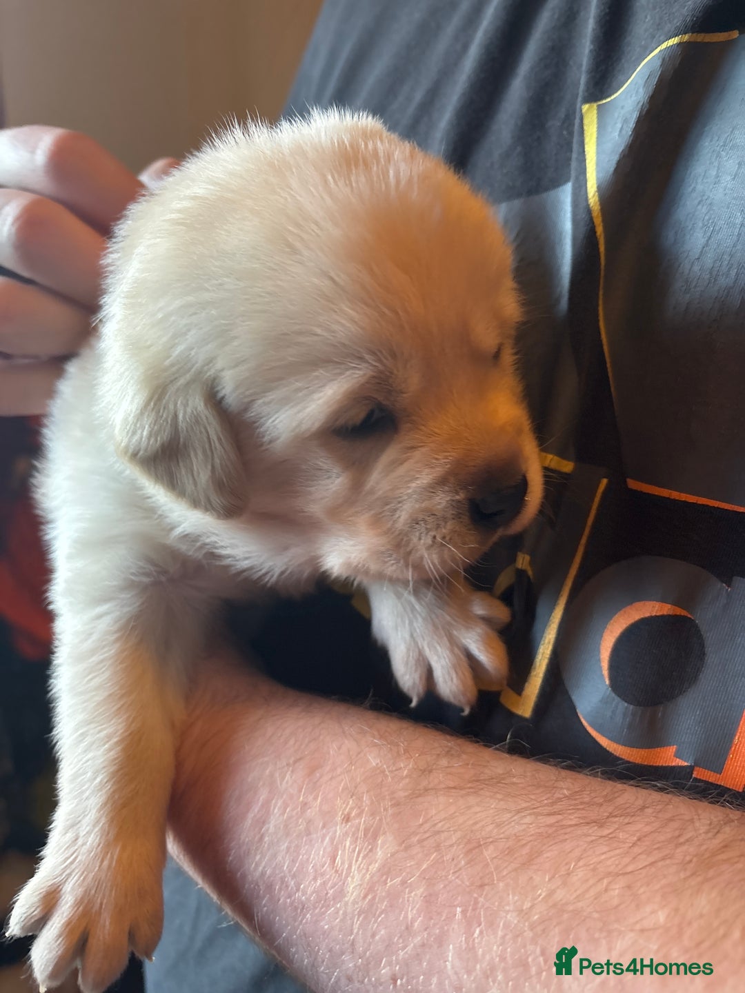 Goldador dogs for sale: Goldador puppies - Advert 8