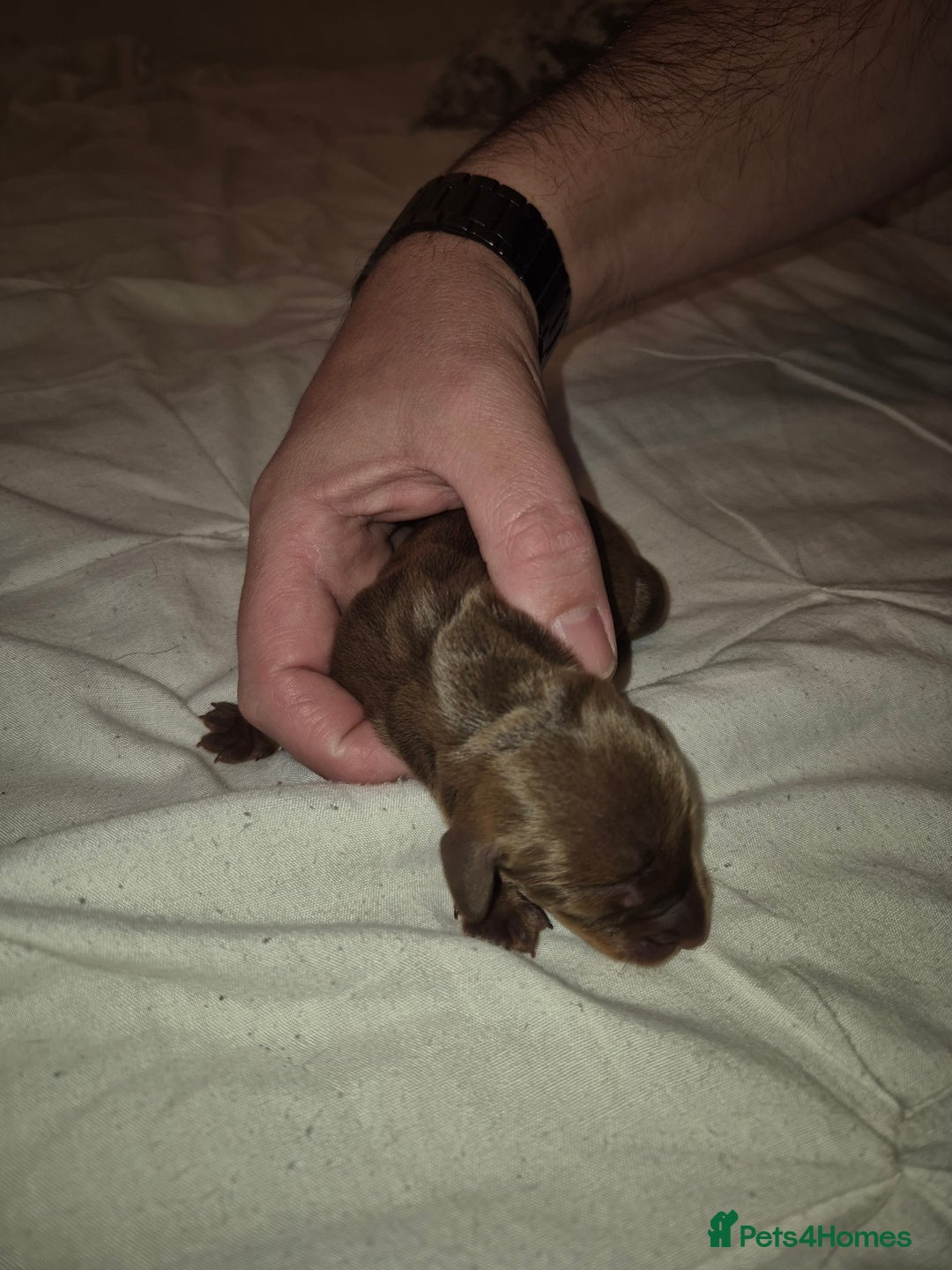 Miniature Dachshund dogs for sale: 🐶 Stunning Miniature Dachshunds ❤️ - Advert 13