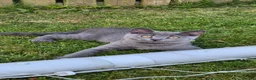 British Shorthair cats for sale:  British Cross Shorthair Kittens - Advert 4