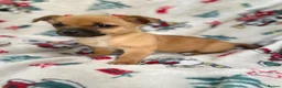 Mixed Breed dogs for sale: Jack Russell/ Yorkshire terrier puppy’s  in Pontypool - Advert 39