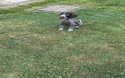 German Wirehaired Pointer dogs for sale: German wired haired stunning pointer pups  in Preston - Image 17