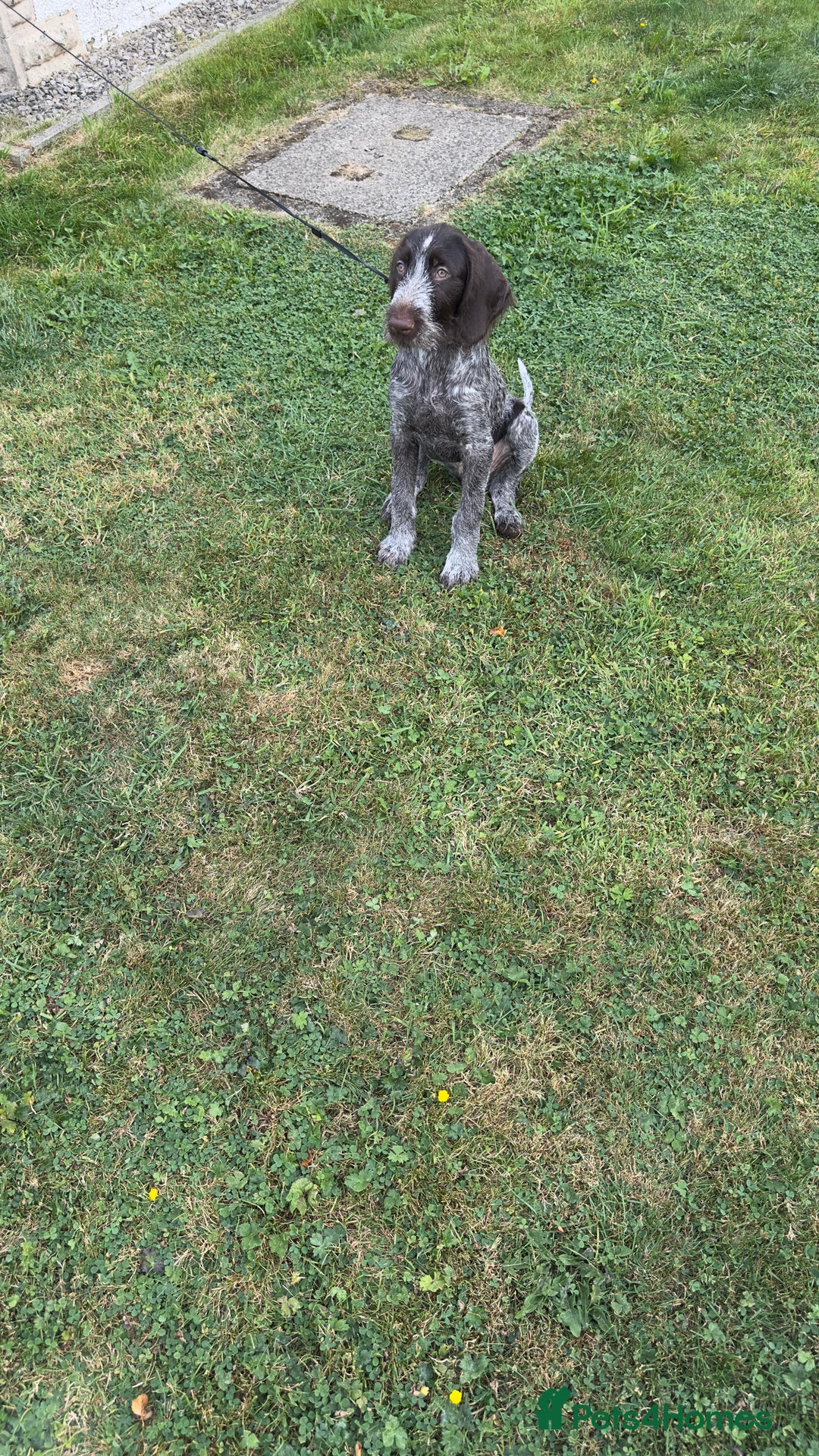 German Wirehaired Pointer dogs for sale: German wired haired stunning pointer pups  in Preston - Image 17
