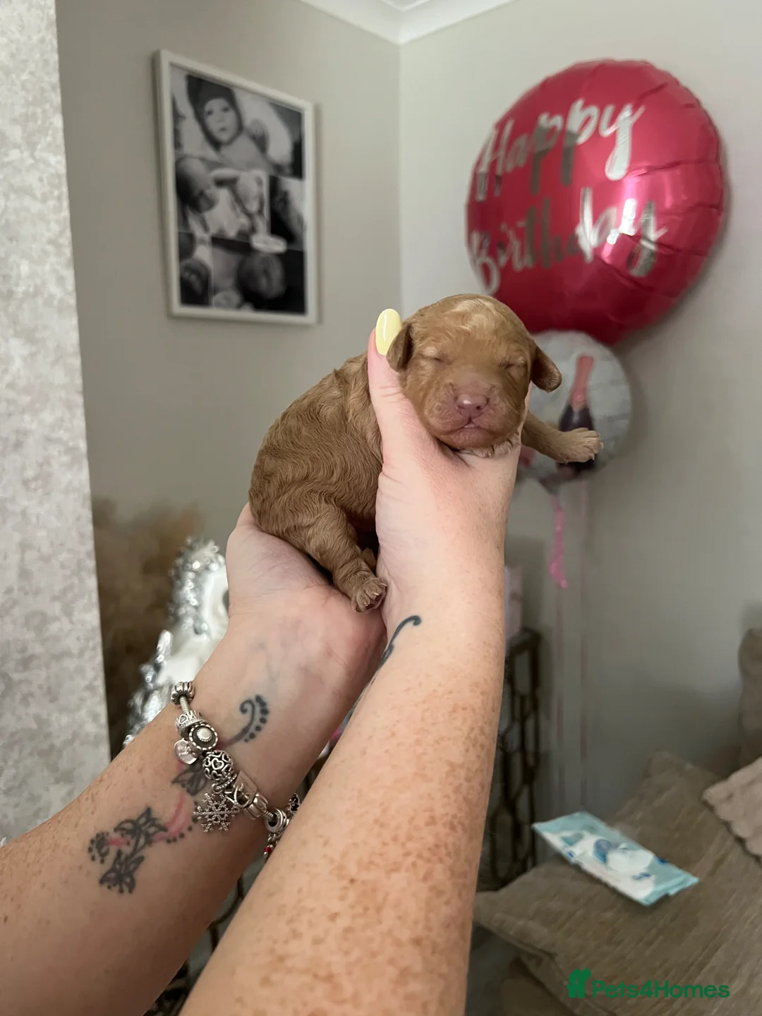 Cavapoo dogs for sale: Cavapoo puppies - Advert 2