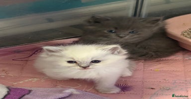 Ragdoll cats - Advert 9