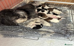 Shih Tzu dogs for sale: Shihtzu pups - Image 11