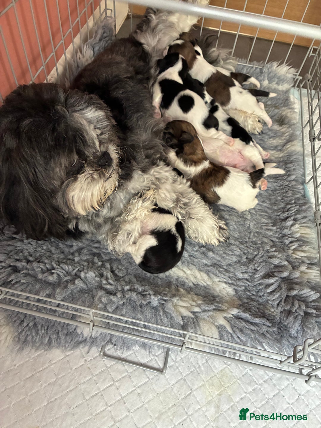 Shih Tzu dogs for sale: Shihtzu pups - Image 11