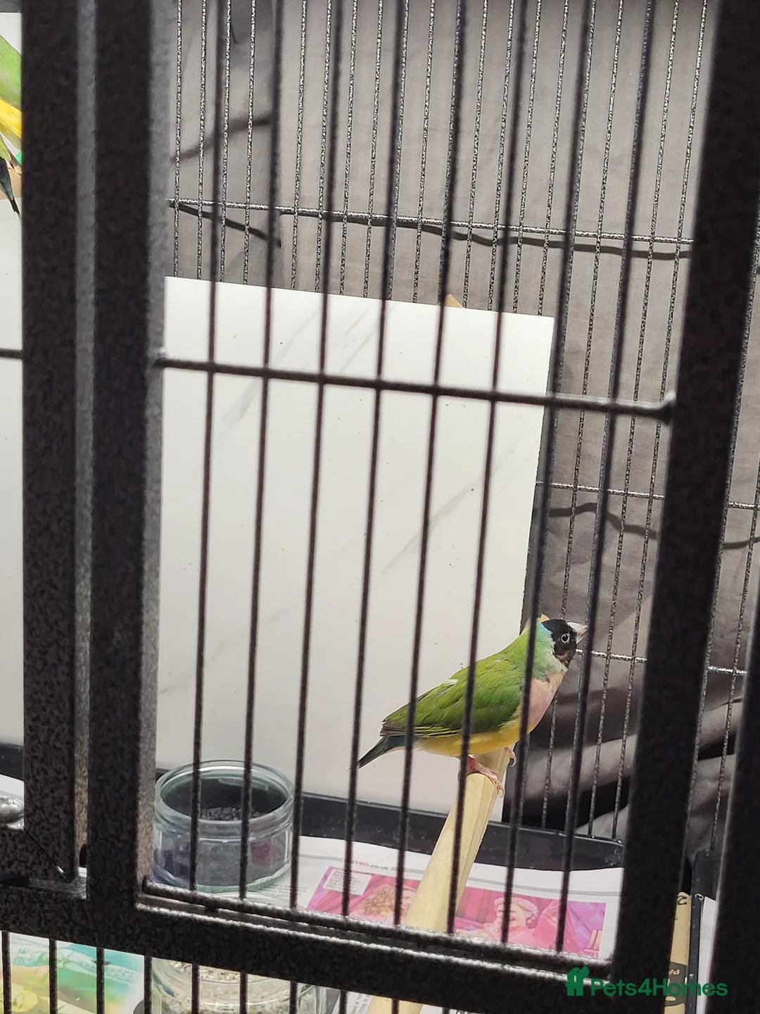 Finches birds for sale: Proven breeding pairs Gouldian finches - Advert 6