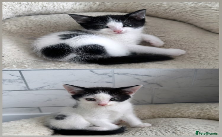 Persian cats in Leigh - Advert 4