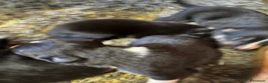 Border Collie 2