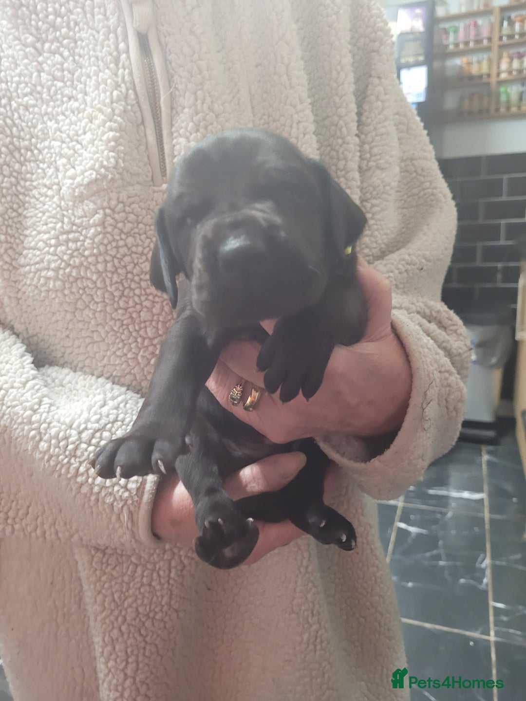 Great Dane dogs for sale: Magnificent litter of black great dane puppies - Advert 3