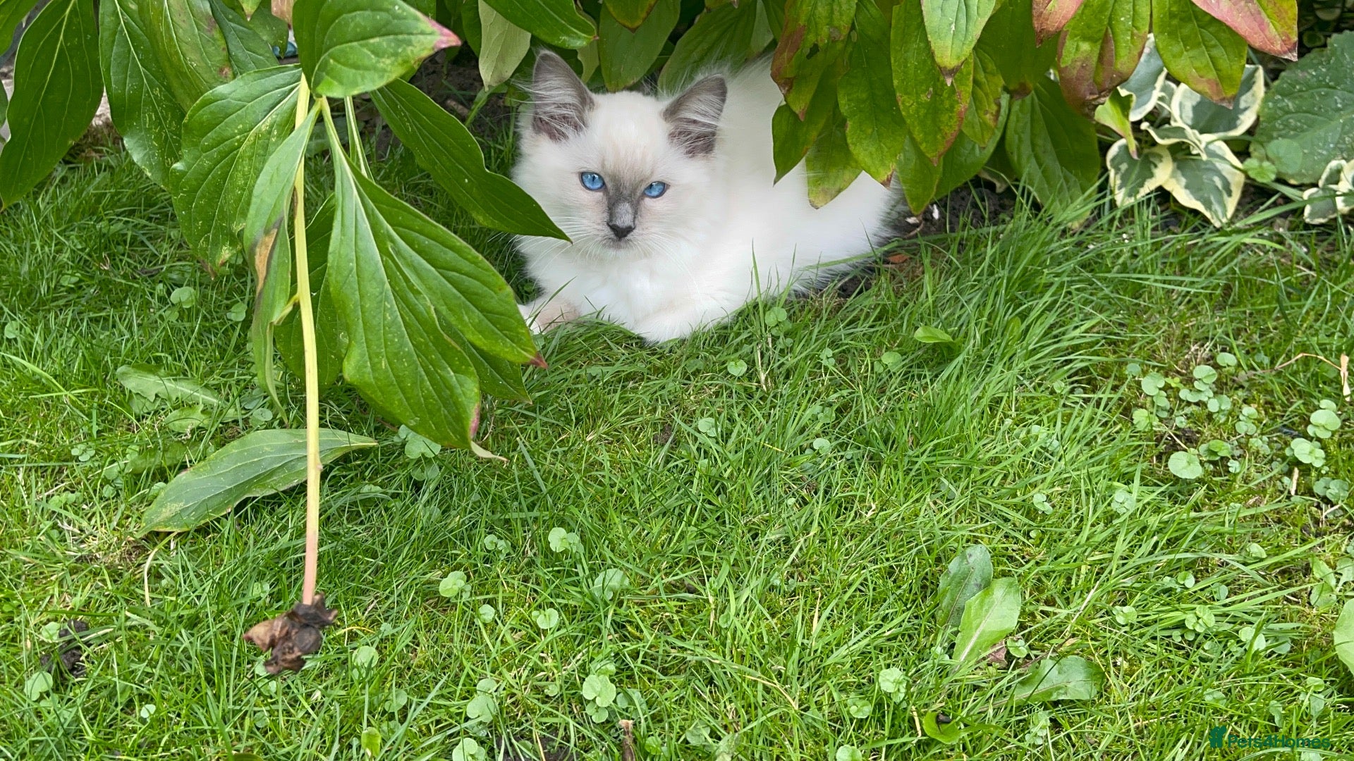 Ragdoll cats Ragdoll kittens  - Advert 1
