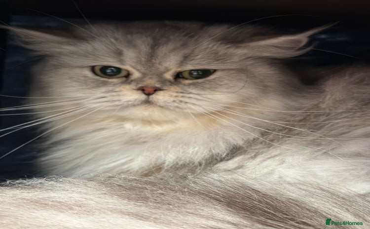 British Shorthair cats - Advert 2