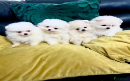 Pomeranian dogs for sale: KC Reg Show Quality Teddy Face - Image 3