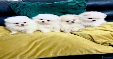 Pomeranian dogs - Advert 15