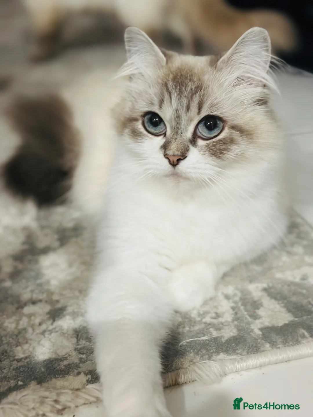 Ragdoll cats for sale: Beautiful Ragdoll Female – Blue Lynx Point - Advert 2