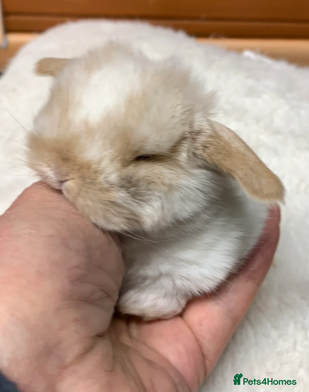Mini Lop rabbits for sale: Gorgeous purebred baby mini lops ready to reserve - Advert 6