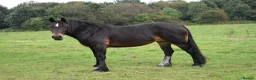 Welsh Section D horses for sale: Section D mare  - Advert 13