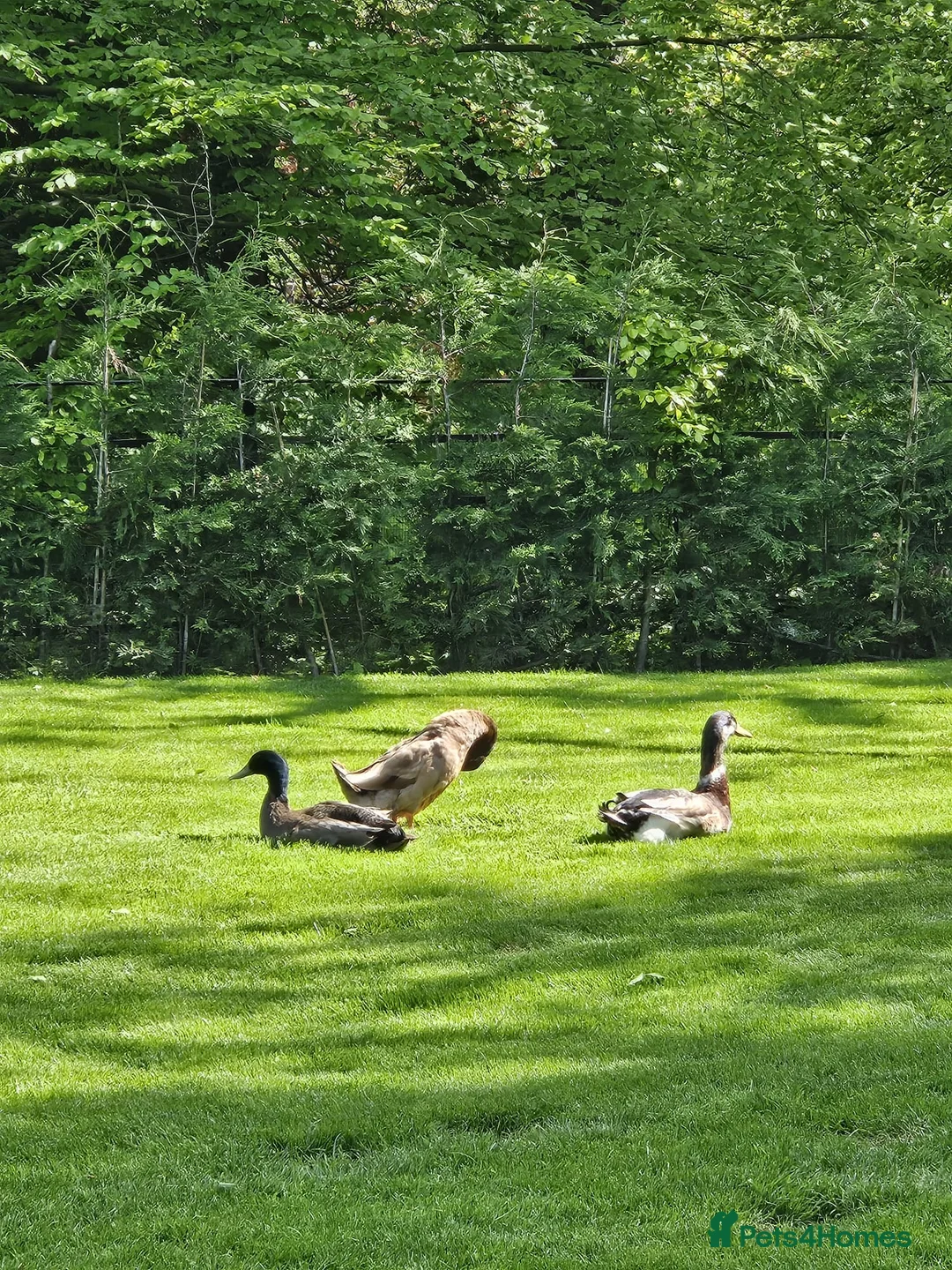 Ducks poultry for sale: Male Runner Ducks - Advert 2