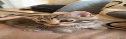 Bengal cats for sale: Cross bengal kitten  - Advert 9