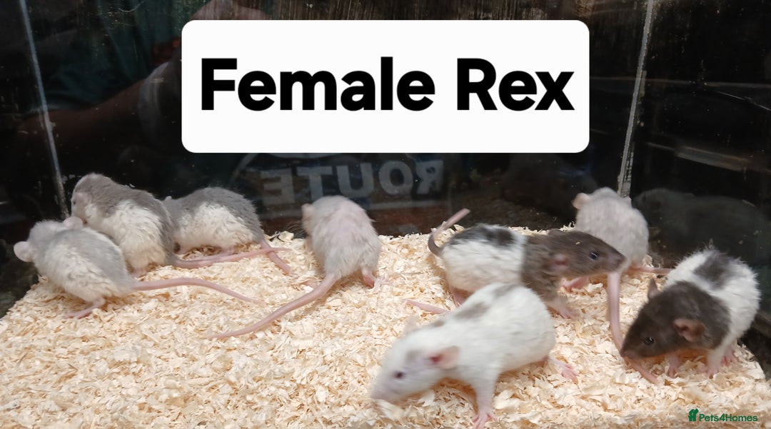 Rat rodents for sale: Baby Dumbo Rats Normal - Rex Furred  - Advert 19