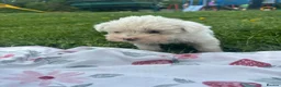 Maltese dogs for sale: maltese girl  in Sheffield - Advert 2