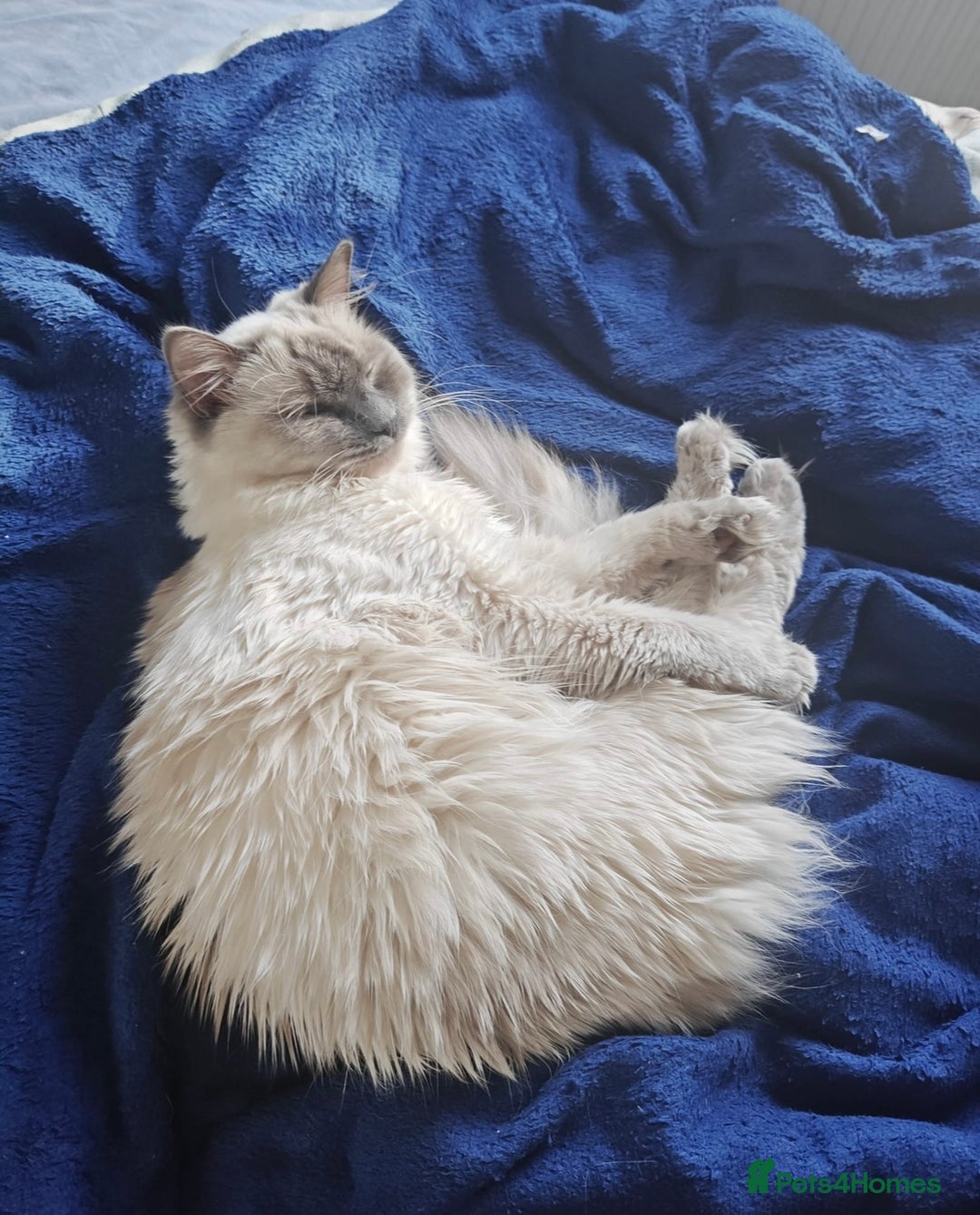 Persian cats for sale: PERSIAN-RAGDOLL OR “PERDOLL” KITTENS - Advert 14