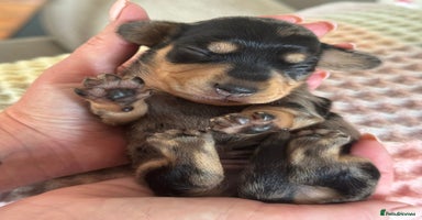Dachshund dogs - Advert 7