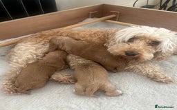 Cockapoo dogs for sale: Cockapoo Pups - Image 28