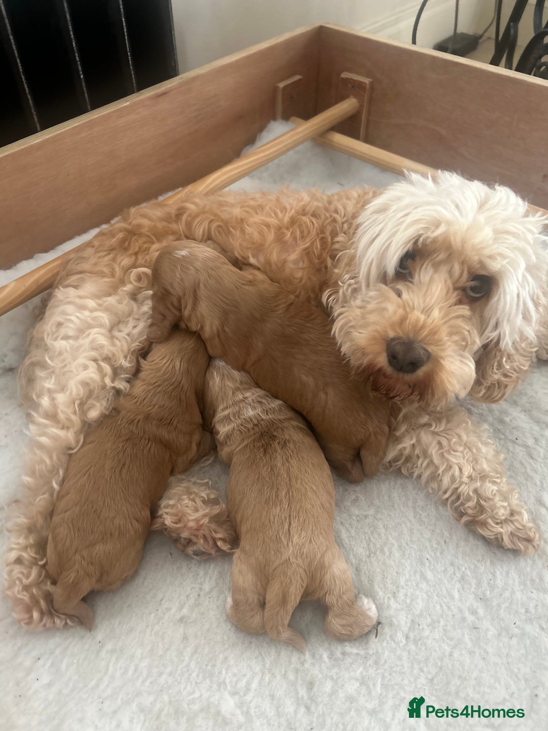 Cockapoo dogs for sale: Cockapoo Pups - Image 28