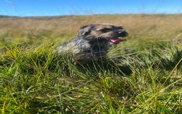Border Terrier dogs for stud: Benji, boarder terrier stud dog  - Image 7