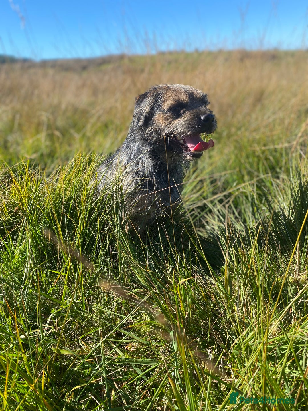 Border Terrier dogs for stud: Benji, boarder terrier stud dog  - Image 7