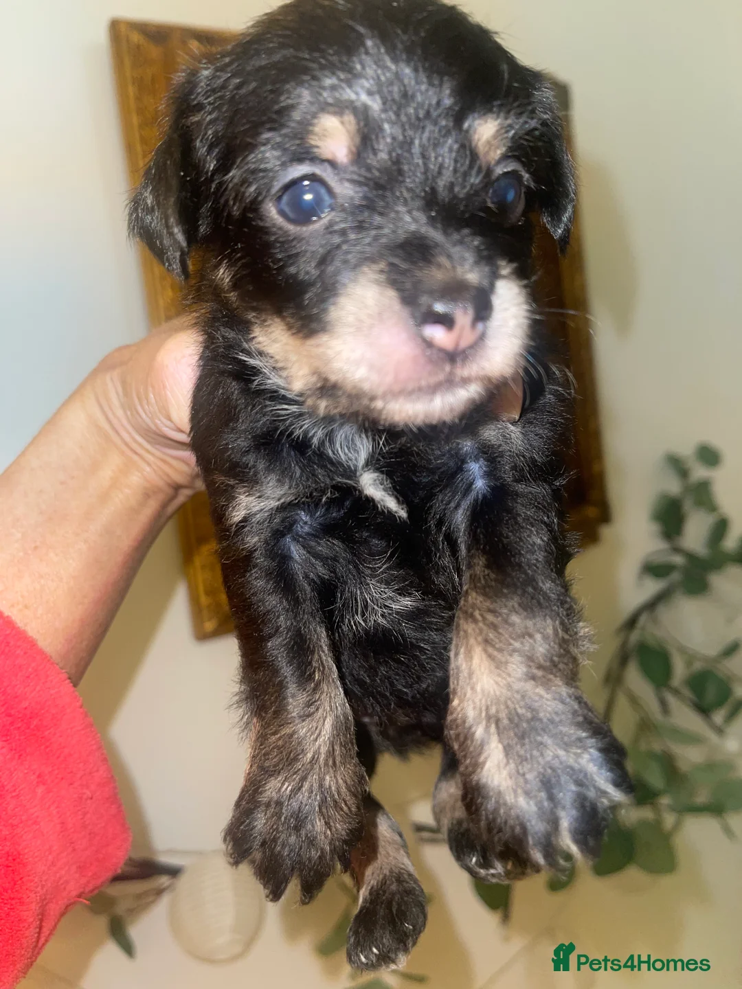 Jackapoo dogs for sale: Quality Jack Russel Puppies for sale 💌 - Advert 24