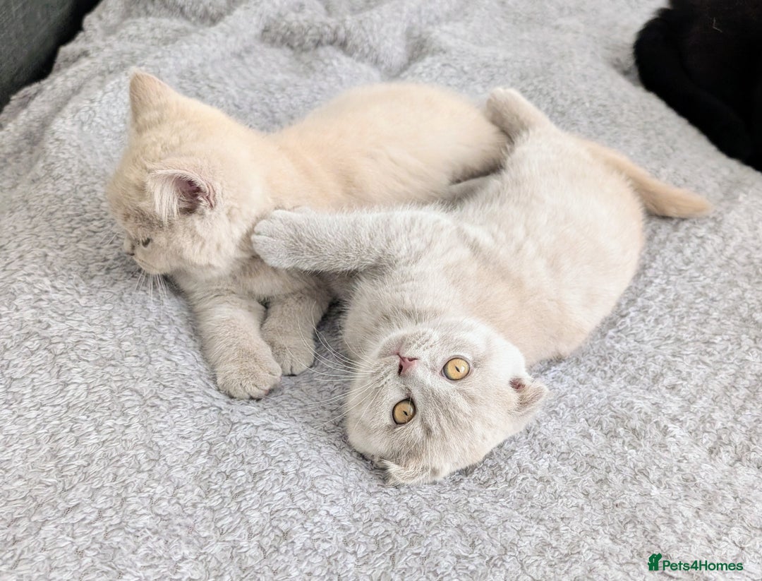 Scottish Fold cats for sale: Scottish fold kittens are looking for family🥰 - Advert 8