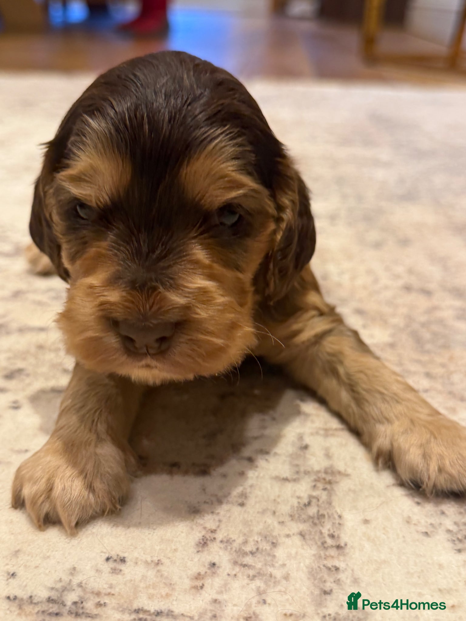 Cocker Spaniel dogs for sale: Golden & Chocolate Sable Show Cocker Puppies  in Doncaster - Advert 3