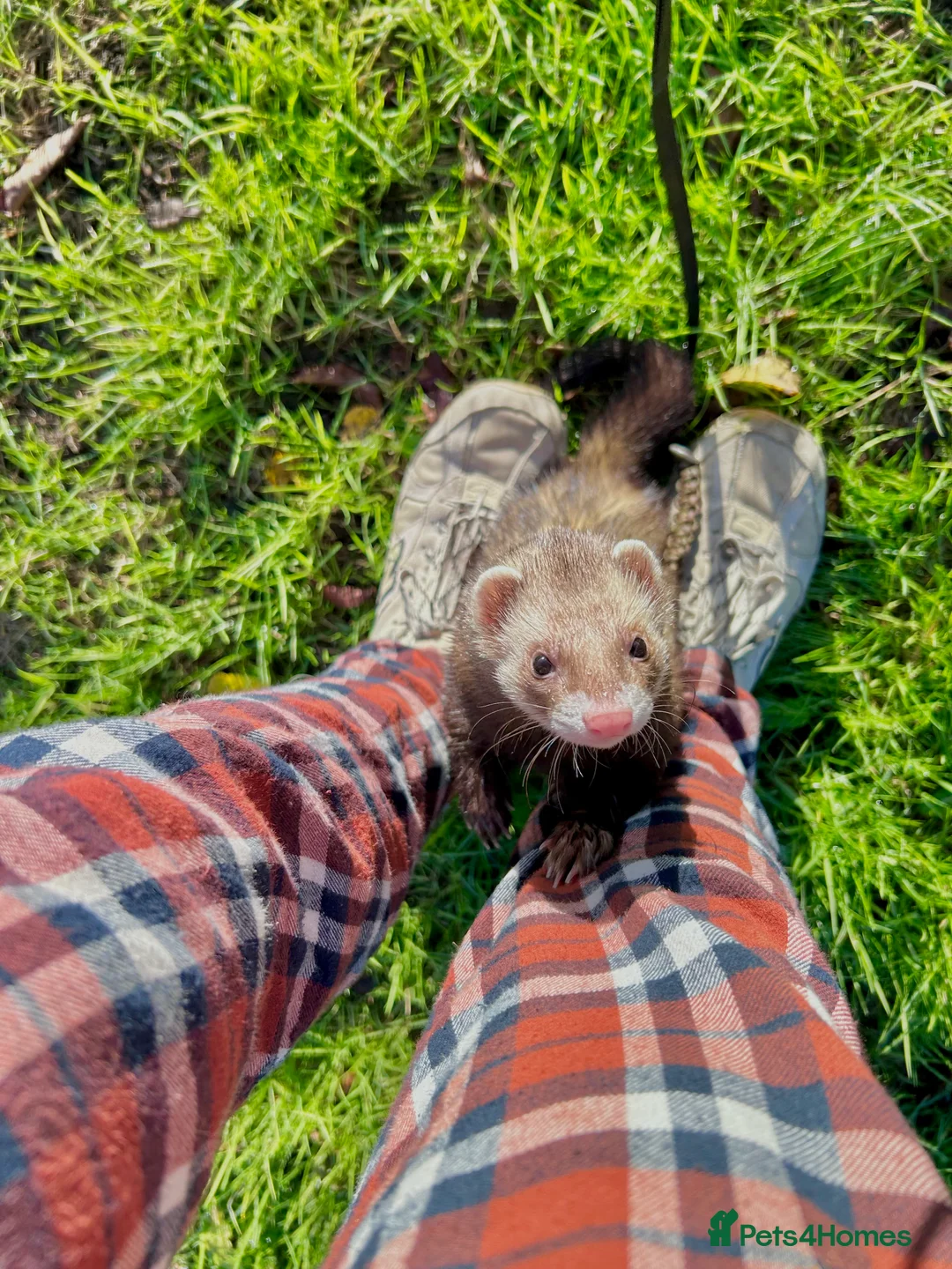 Ferret rodents for sale: Two Ferrets For Sale With Whole Set Up - Advert 7