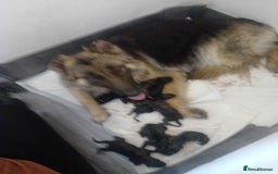 German Shepherd dogs for sale: Beautiful German Shepard puppies - Image 21