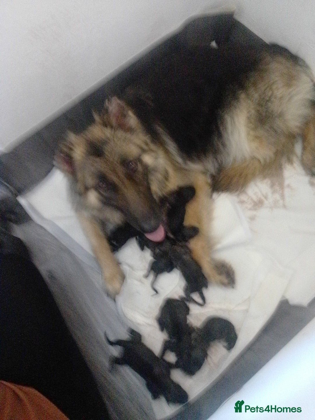 German Shepherd dogs for sale: Beautiful German Shepard puppies - Image 21