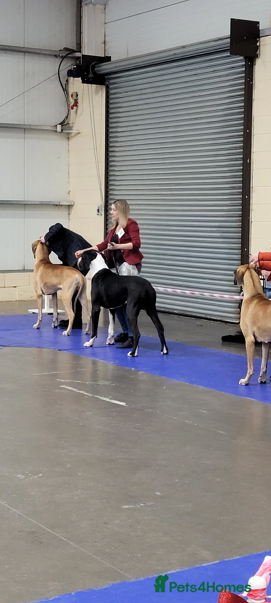 Great Dane dogs for stud: OPEN FOR STUD Stunning Apollo in Bathgate - Advert 26