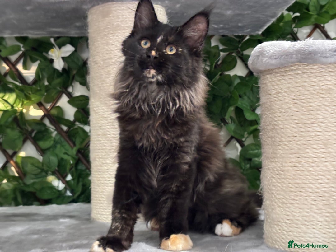Maine Coon cats for sale: Tica Stunning Kittens  - Image 13
