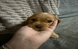 Cocker Spaniel dogs for sale: Beautiful cocker spaniel puppies - Image 19