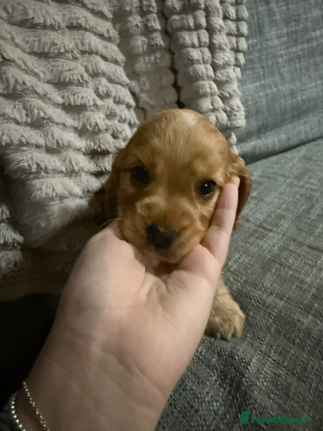Cocker Spaniel dogs for sale: Beautiful cocker spaniel puppies - Image 19