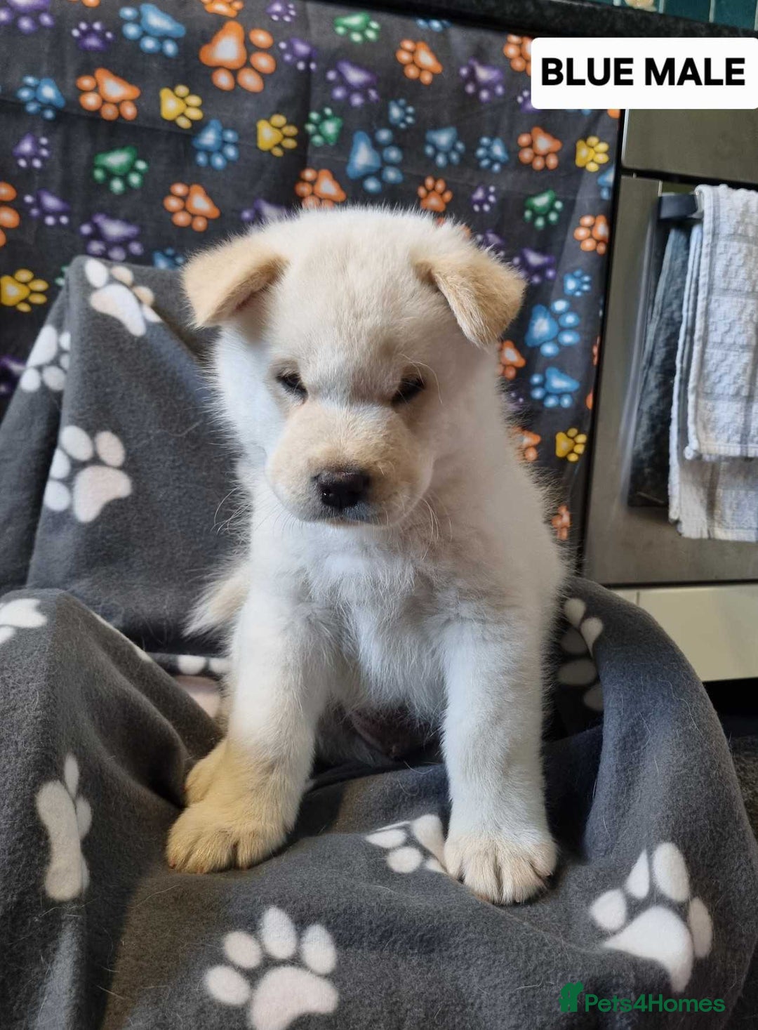 Mixed Breed dogs for sale: Chowski pups - Image 15