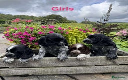 Cocker Spaniel dogs for sale: Show Type Cocker Spaniel pups  - Image 3