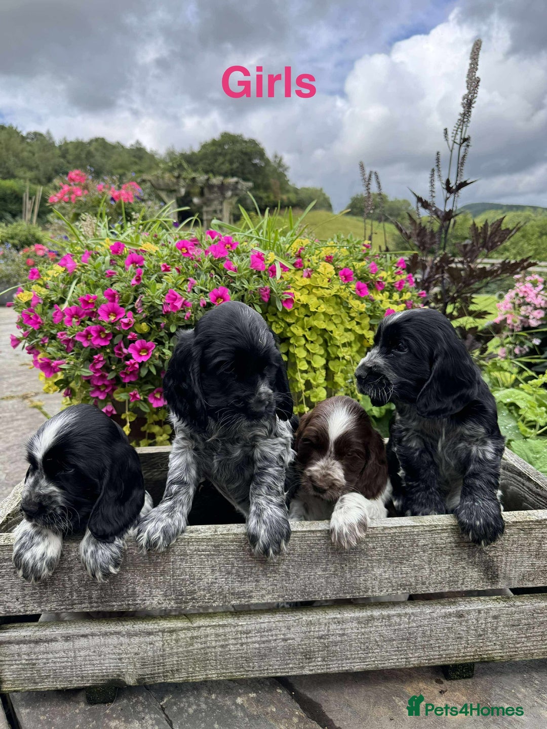 Cocker Spaniel dogs for sale: Show Type Cocker Spaniel pups  - Image 3