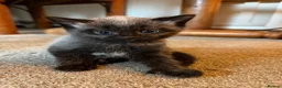 Mixed Breed cats for sale: Beautiful coloured part maincoon babies - Advert 5